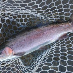 ６時間チャレンジ ～フィッシングパーク高島の泉～